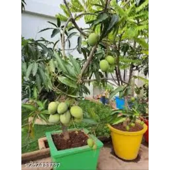 Natural Mango Plants